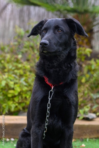 Retrato de un joven bonito perro negro con su collar roja y cadena