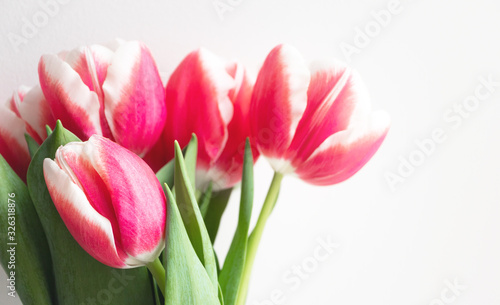 Pink tulips. Gift and Congratulations to Happy birthday, Valentine's Day, Mother's day, wedding or other holidays. Beautiful flower bloom, close-up