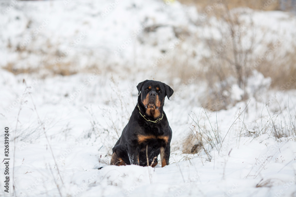 Rottweiler dog breed in winter