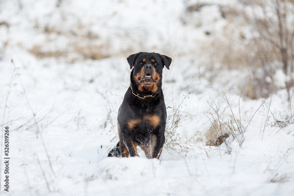 Rottweiler dog breed in winter Rottweiler dog breed in winter