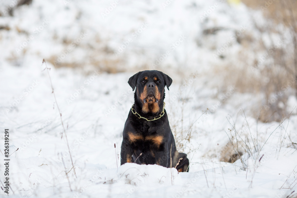 Rottweiler dog breed in winter Rottweiler dog breed in winter