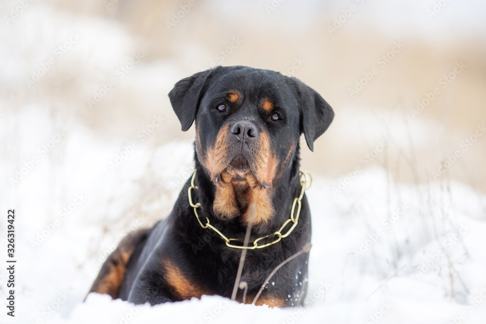 Fototapeta premium Rottweiler dog breed in winter