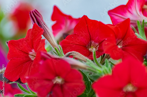 Red Petunia flowers, planted for the season in a street flower garden, as a decorative decoration. Delicate petals close up