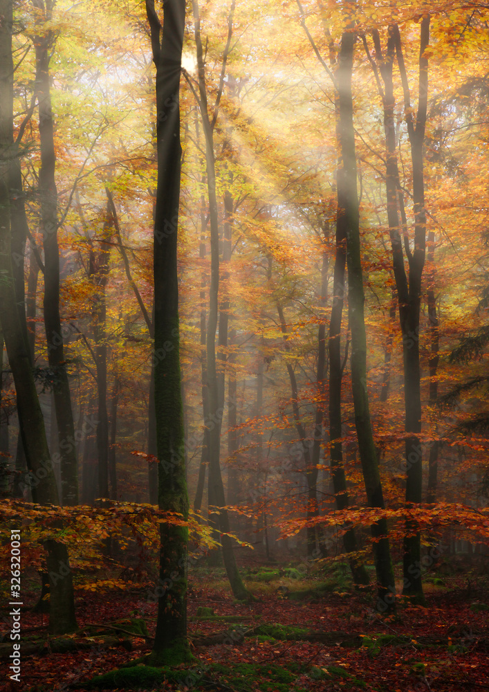 Enchanted sunrays breaking through the leaves of the trees in beautiful fall colour in the forest, a magical scene