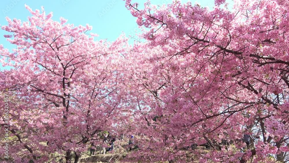 桜、河津桜 パン 4K / Pan shot of Cherry blossoms, Sakura, Cerasus lannesiana Carrière, Kawazu-zakura 桜、河津桜 パン 4K / Pan shot of Cherry blossoms, Sakura, Cerasus lannesiana Carrière, Kawazu-zakura