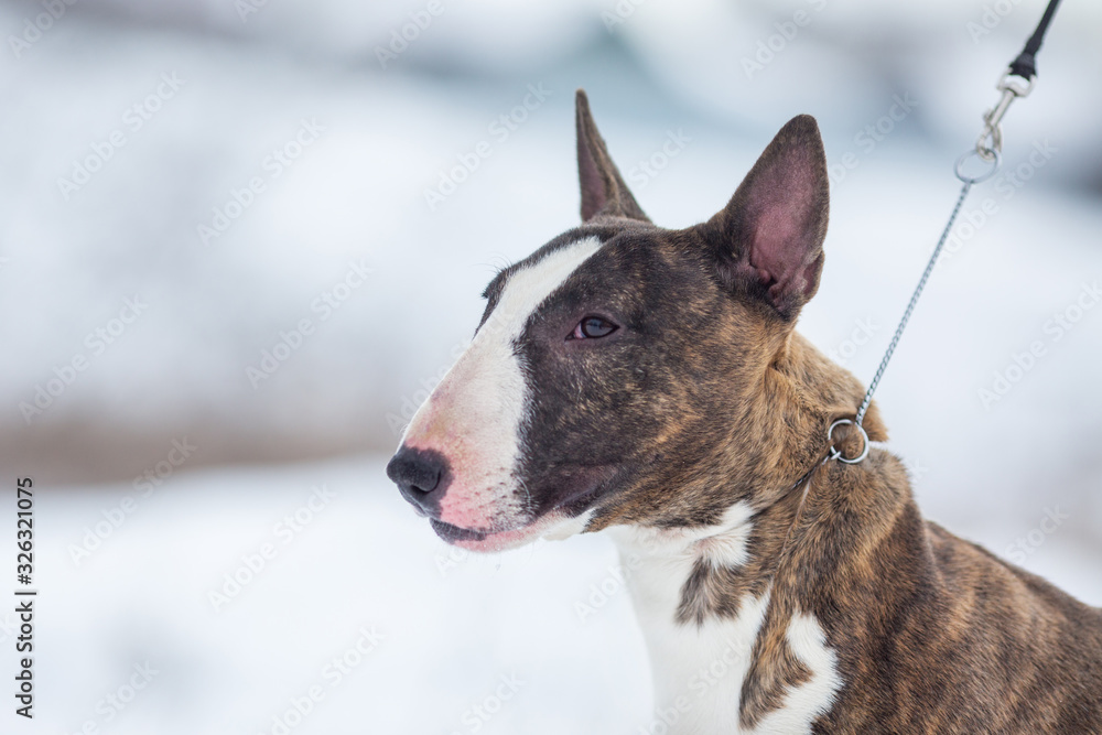 miniature bull terrier dog in winter miniature bull terrier dog in winter
