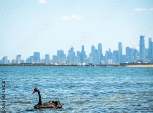 Swans in the ocean at Brighton Beach Melbourne  photo