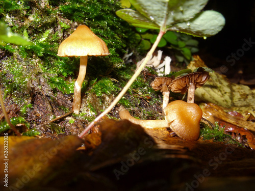 Mushrooms in the forest