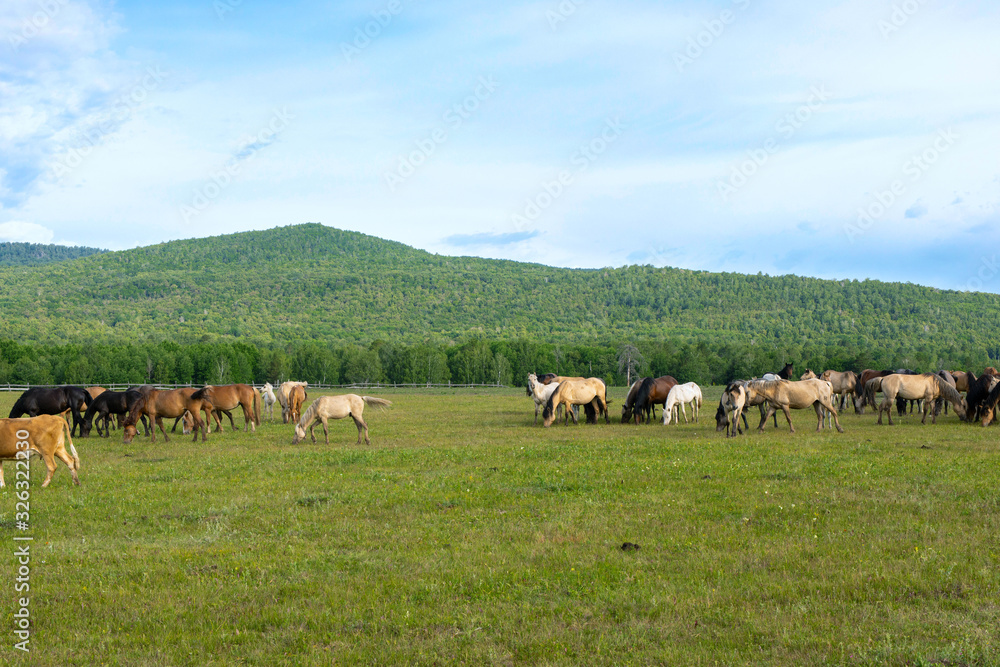 horses graze in meadow, herd of horses grazes on mountain pasture on background of forest horses graze in meadow, herd of horses grazes on mountain pasture on background of forest
