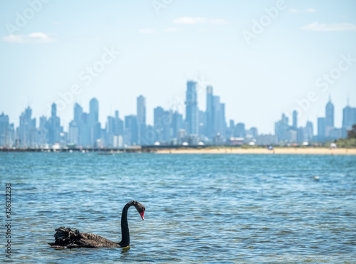 Swans in the ocean at Brighton Beach Melbourne 