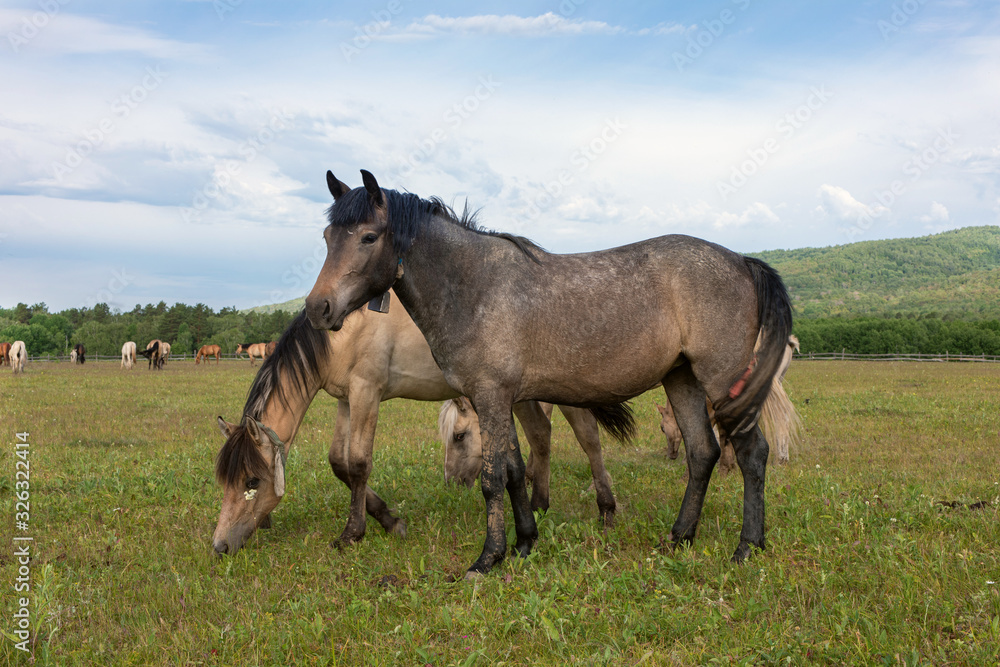Horses grazing in summer pasture against blue sky Horses grazing in summer pasture against blue sky
