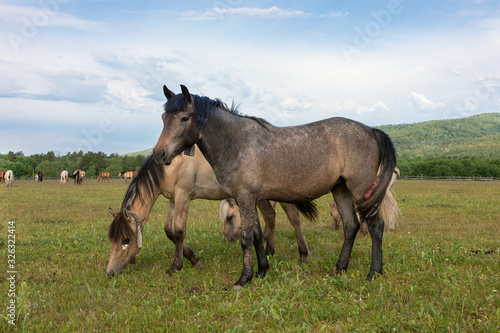 Horses grazing in summer pasture against blue sky