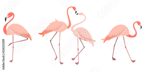 Vector set of flamingos in different poses. Male and female pink birds in flat style.