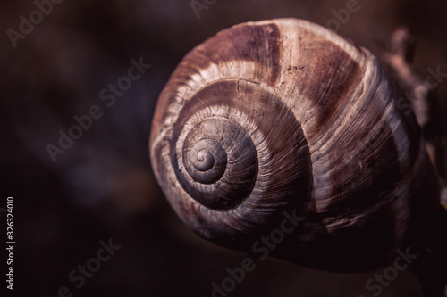 spiral snail shell