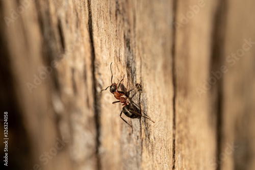 Ant on wood © ystein