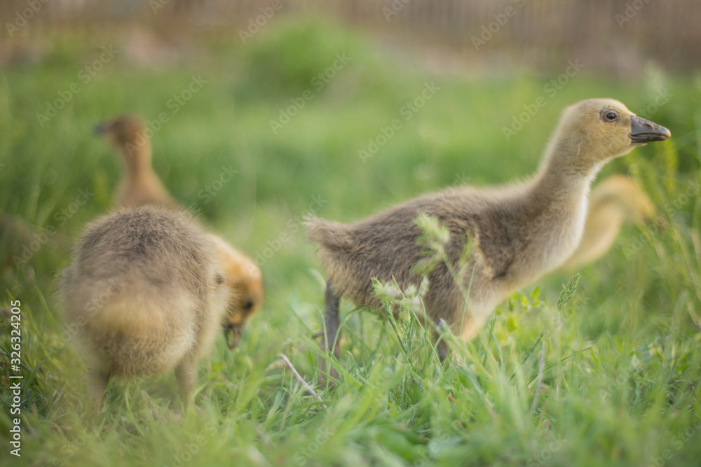 Little goslings eating grass on traditional free range poultry farm Little goslings eating grass on traditional free range poultry farm