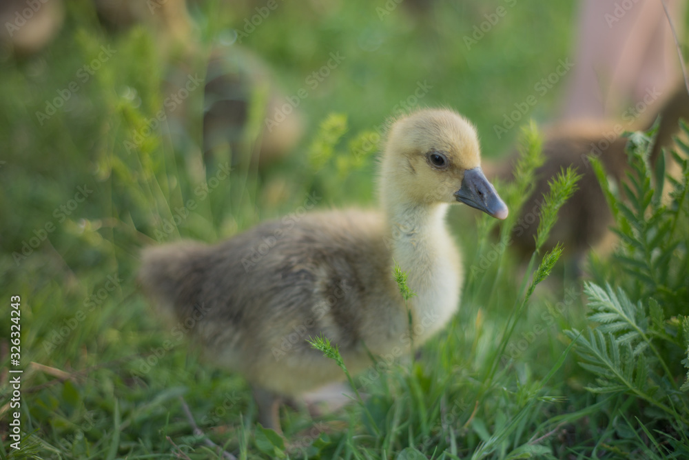 Little goslings eating grass on traditional free range poultry farm Little goslings eating grass on traditional free range poultry farm