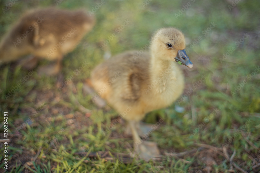 Little goslings eating grass on traditional free range poultry farm Little goslings eating grass on traditional free range poultry farm