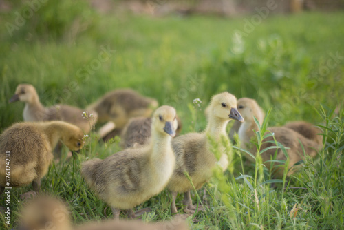 Little goslings eating grass on traditional free range poultry farm © MIRACLE MOMENTS