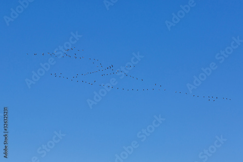 Cranes fly across the sky