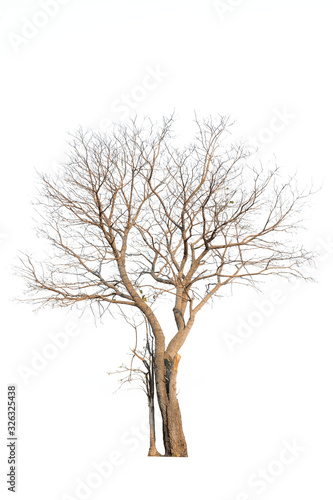 Tree isolated on white background. © seesulaijular