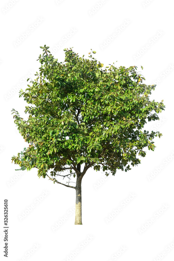 Obraz premium Tree isolated on white background.