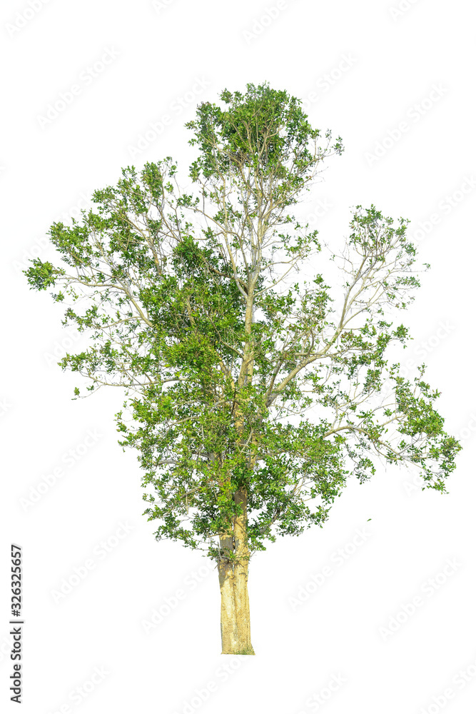 Fototapeta premium Tree isolated on white background.