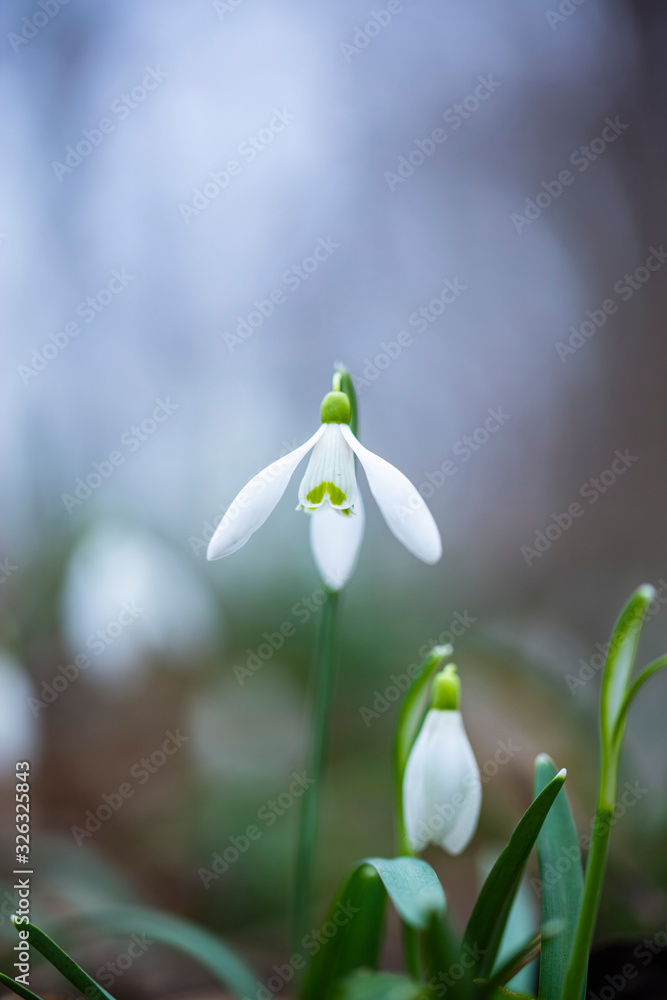 snowdrops flowers in the forest.first sign of spring 