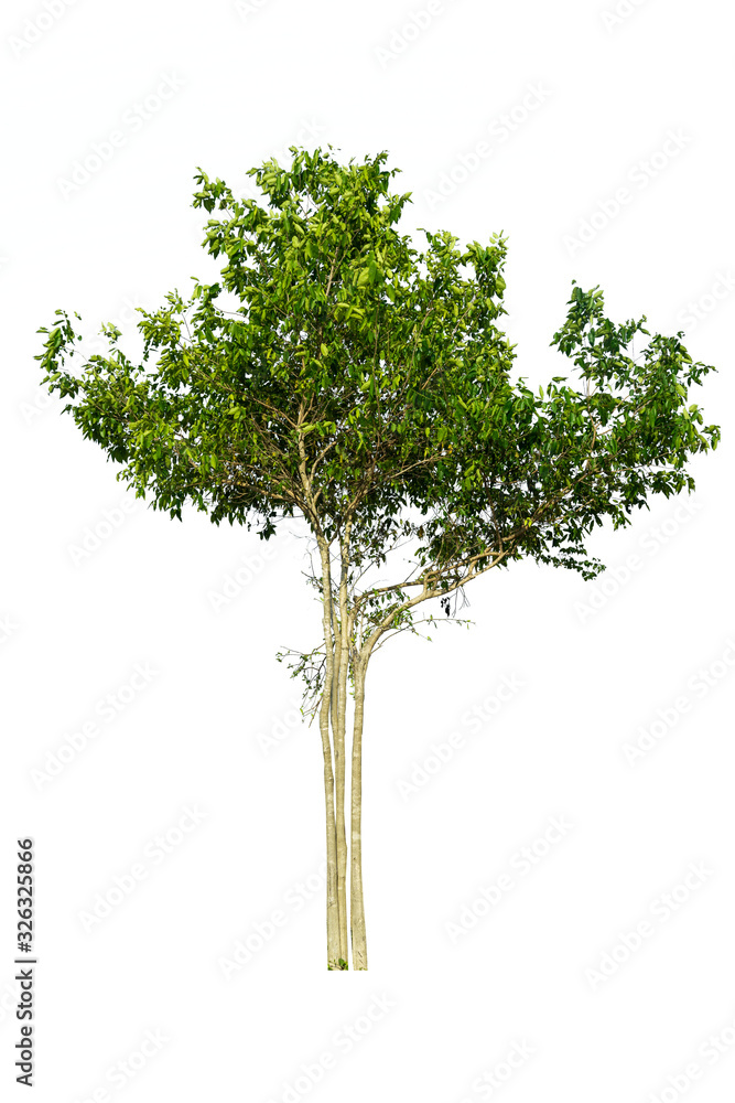 Fototapeta premium Tree isolated on white background.