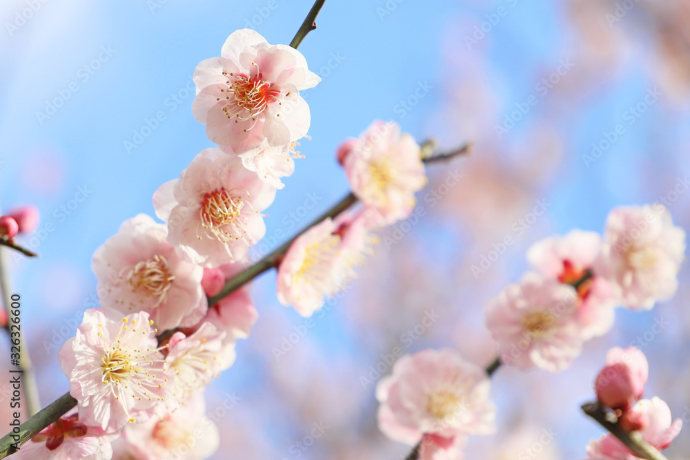 Fototapeta premium 梅の花 青空