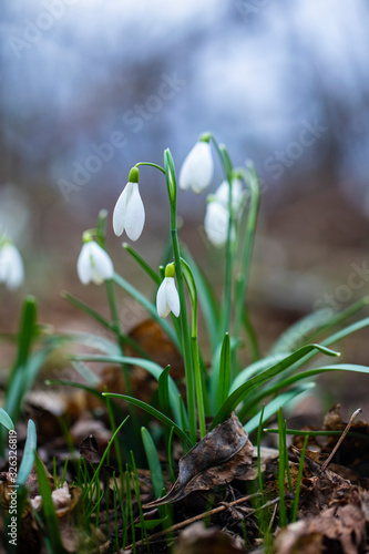 snowdrops flowers in the forest.first sign of spring 