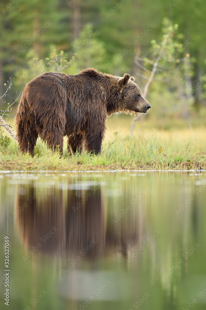 Brown bear in a bog with water reflection Brown bear in a bog with water reflection