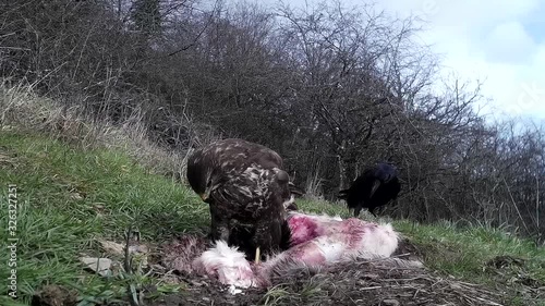 Mäusebussard (Buteo buteo) am Futterplatz in der eifel photo