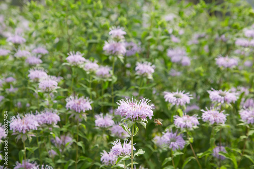 Monarda didyma © 草房子摄影工作室