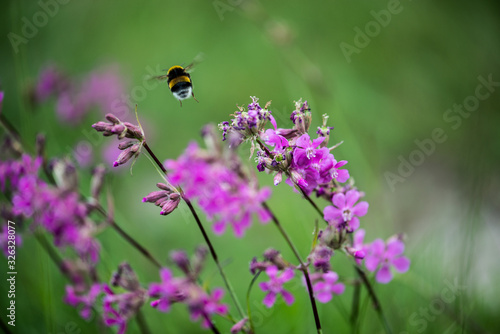 Bumblebee © Drén