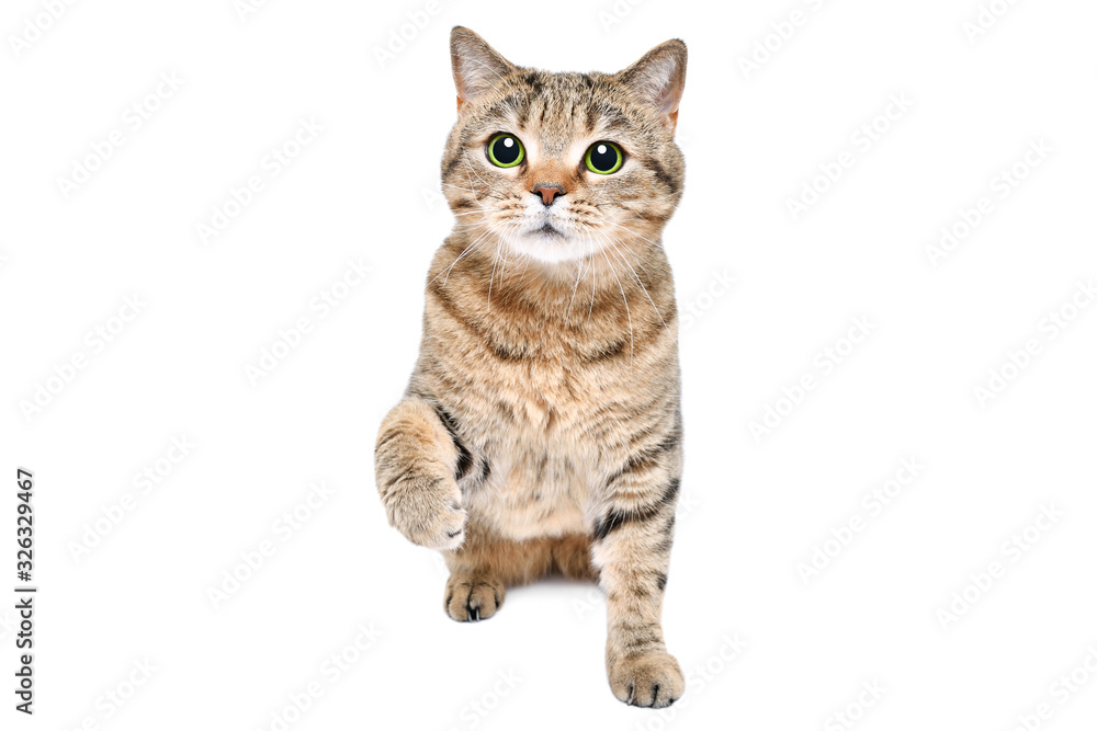 Adorable playful cat Scottish Straight sitting isolated on a white background