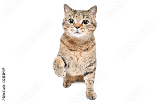 Adorable playful cat Scottish Straight sitting isolated on a white background photo