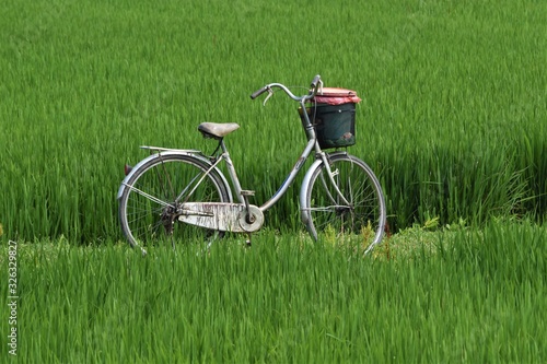 Classic bicycle standing in rice field