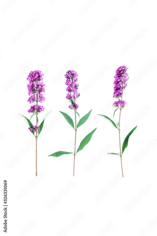 Obraz premium Purple flower and birthaday card on white background.