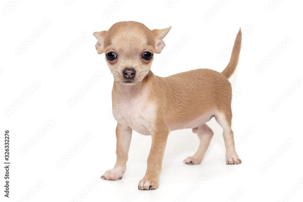 Small, beige color Chihuahua puppy