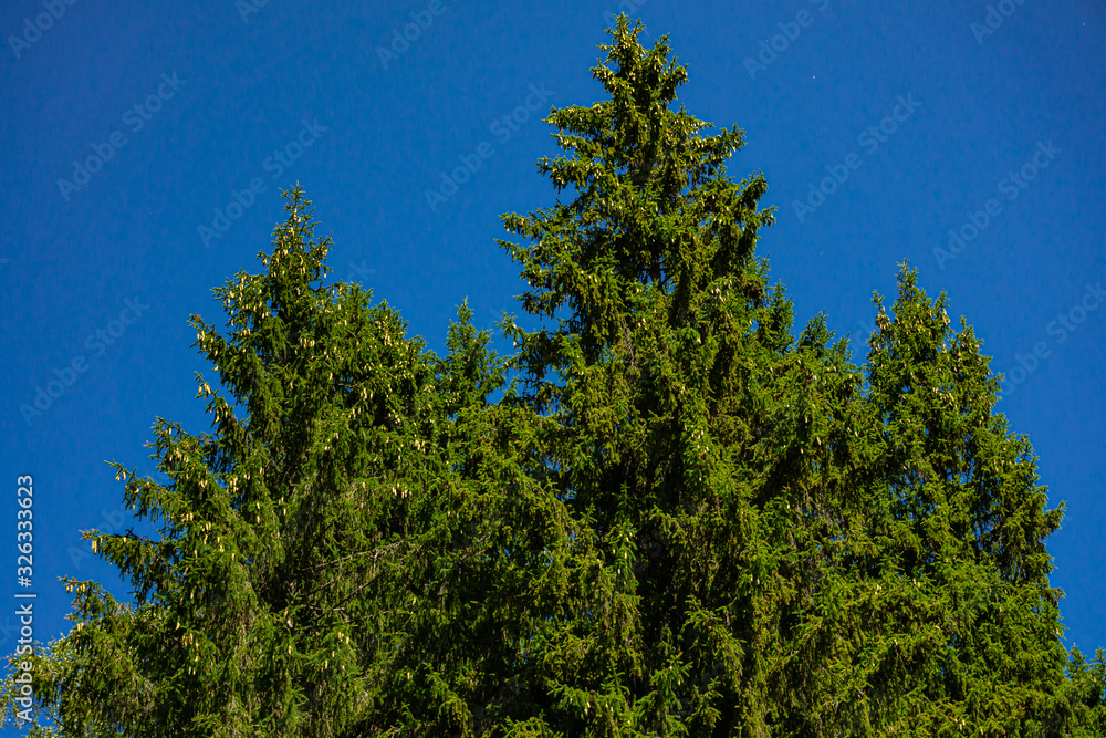 Beautiful young cones of yellow and old brown on the branches of ordinary Christmas tree against blue cloudless sky. Close-up. Beauty of Russian nature in suburbs. Place for text. Beautiful young cones of yellow and old brown on the branches of ordinary Christmas tree against blue cloudless sky. Close-up. Beauty of Russian nature in suburbs. Place for text.