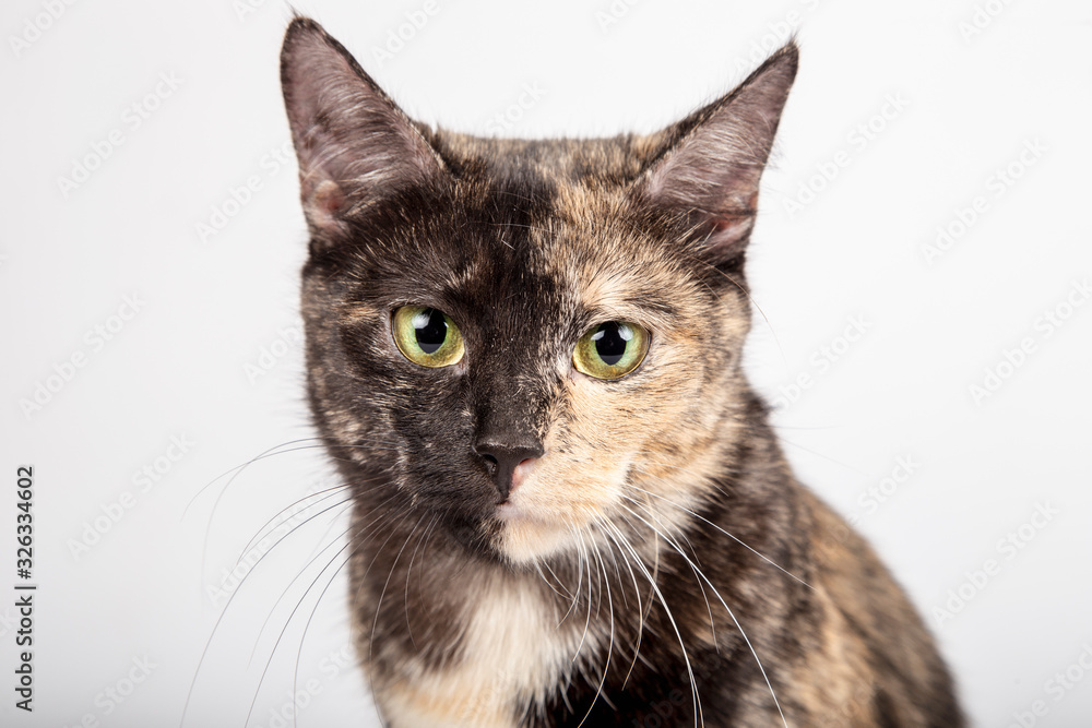 Three color cat portrait on white background. Foreground. Isolated image.