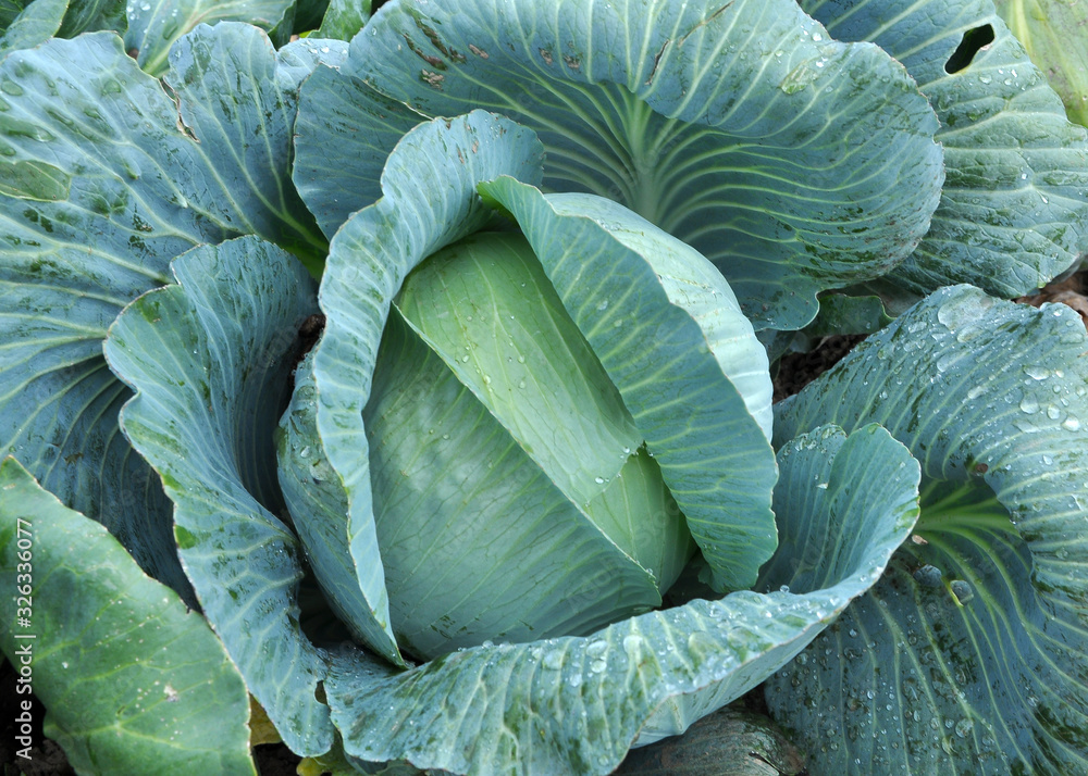Obraz premium Cabbage grows in the garden.