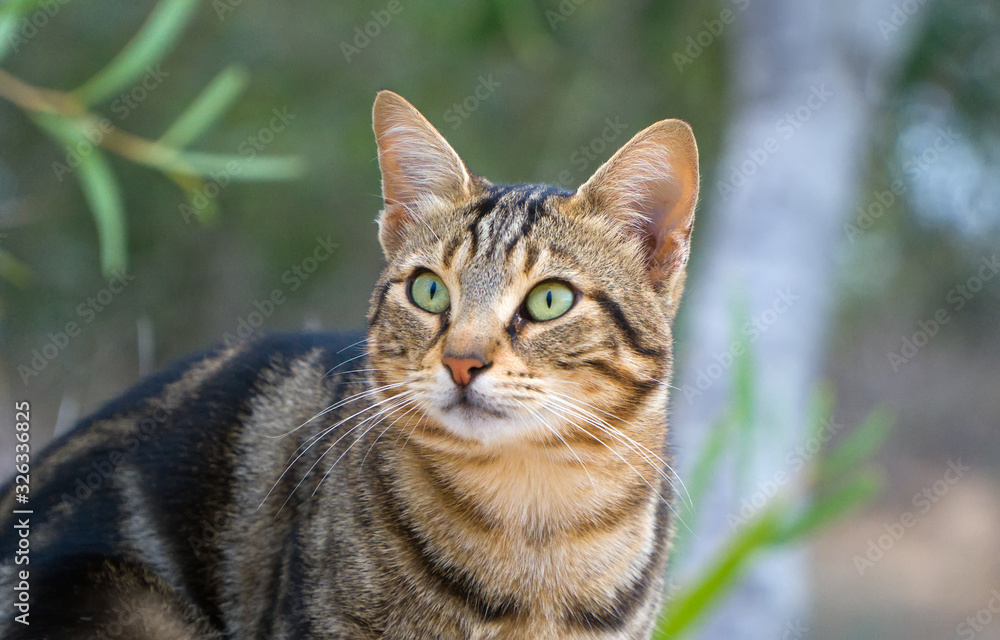 Cute street cat portrait in Cyprus. Cute street cat portrait in Cyprus.