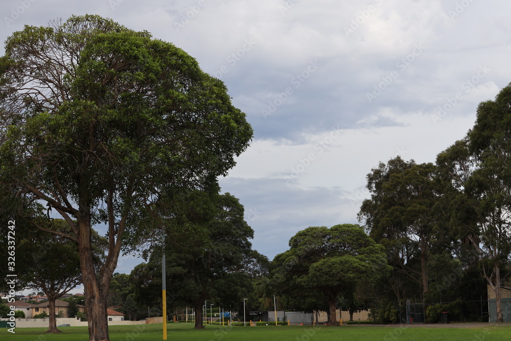 Park in Sydney with many green Eucalyptus trees 