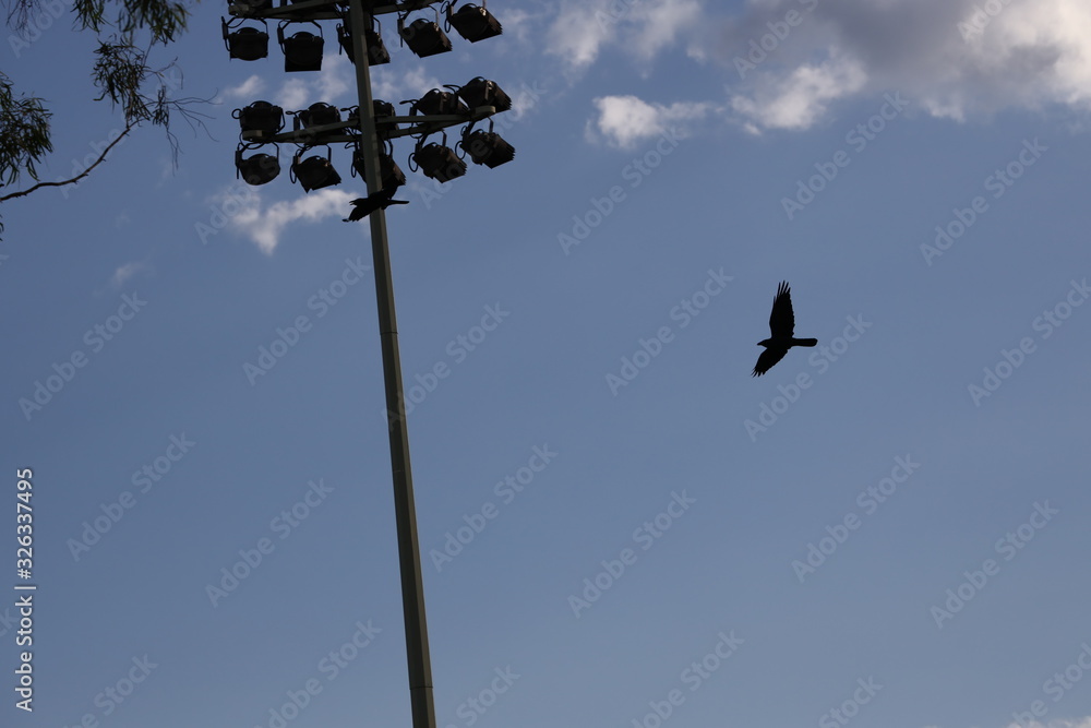 Two crows flying over a Sydney park with blue skies and white clouds as the background