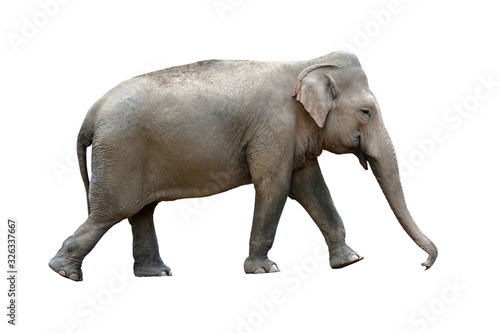 Photography Indian elephant (Elephas maximus indicus) isolated on white background