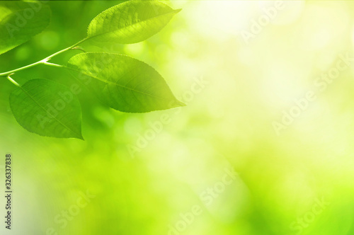 Closeup nature view of blurred green leaves of cherry with sun flare and winds in the background. Green natural texture. Space for text.