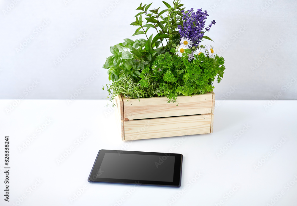 Fototapeta premium gardening, plants and organic concept - tablet pc computer with herbs and flowers in wooden box on table