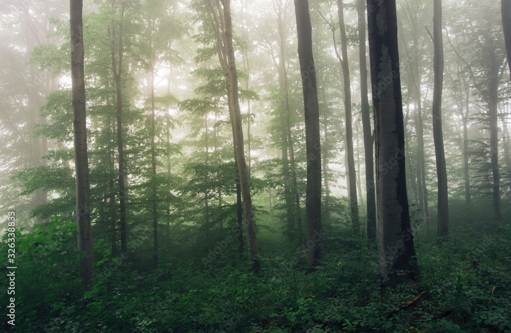 lush vegetation in green forest during rain lush vegetation in green forest during rain